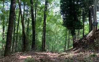 Pine Ridge Road Ellijay, GA 30536 - Photo 1 of 1 Main View