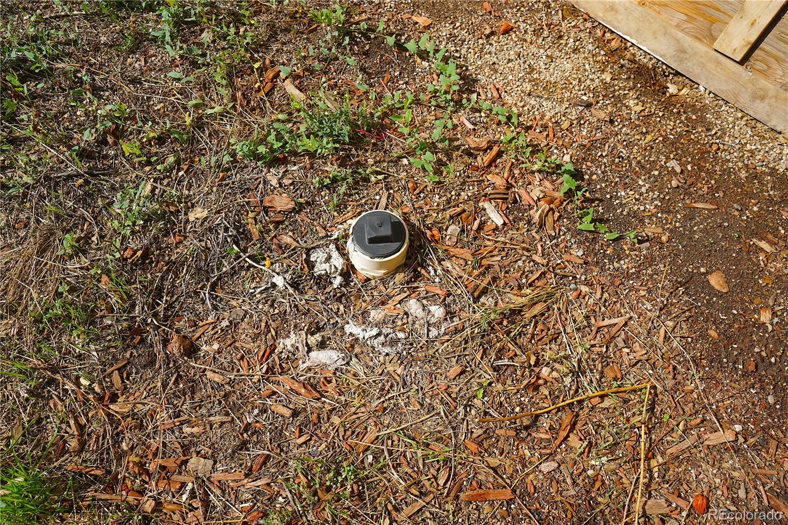 322 3rd Street Frederick, CO 80530 - Photo 30 of 30 a close up of a plant
