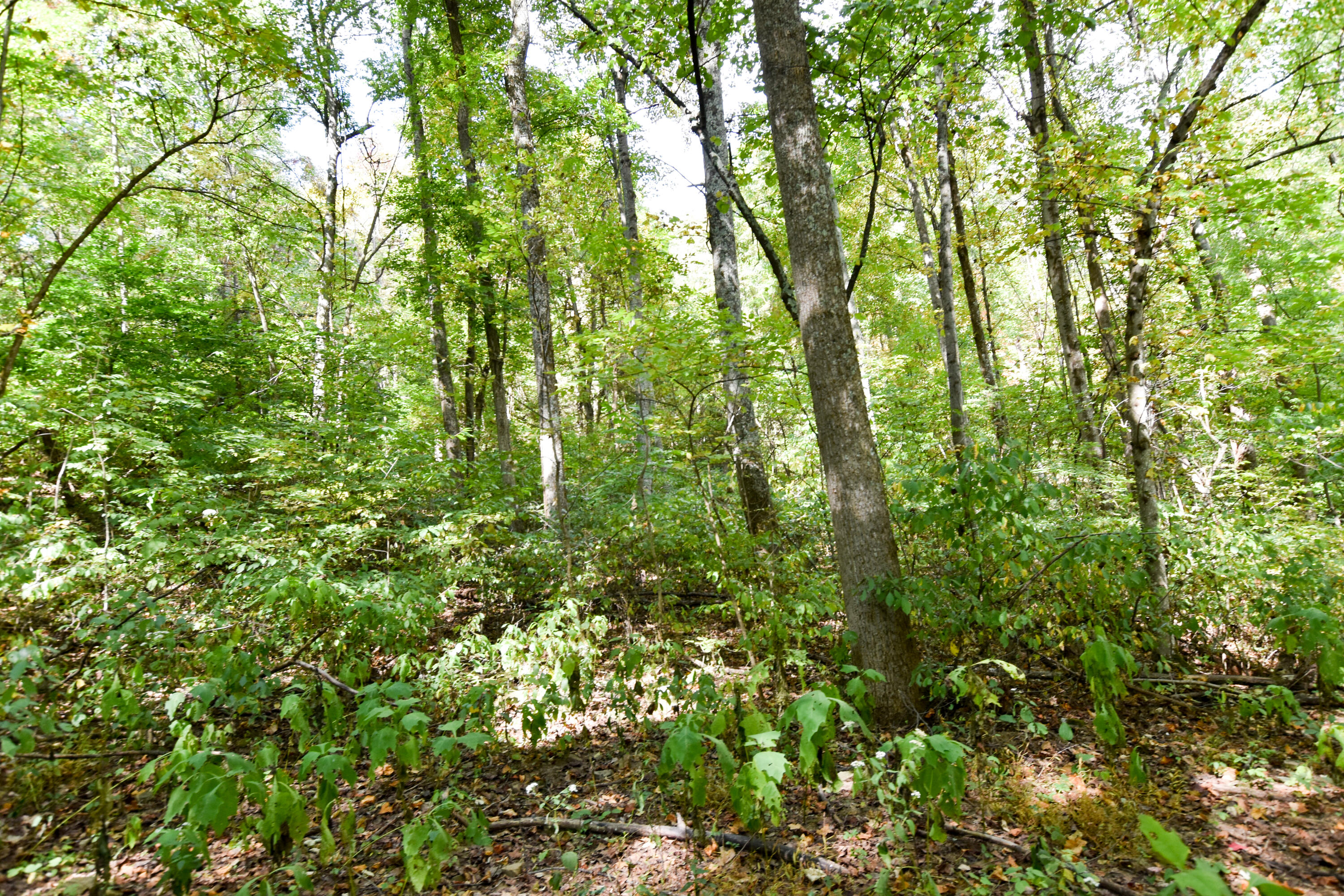 2390 Beechy Creek Road Wallingford, KY 41093 - Photo 40 of 89 DSC_0101