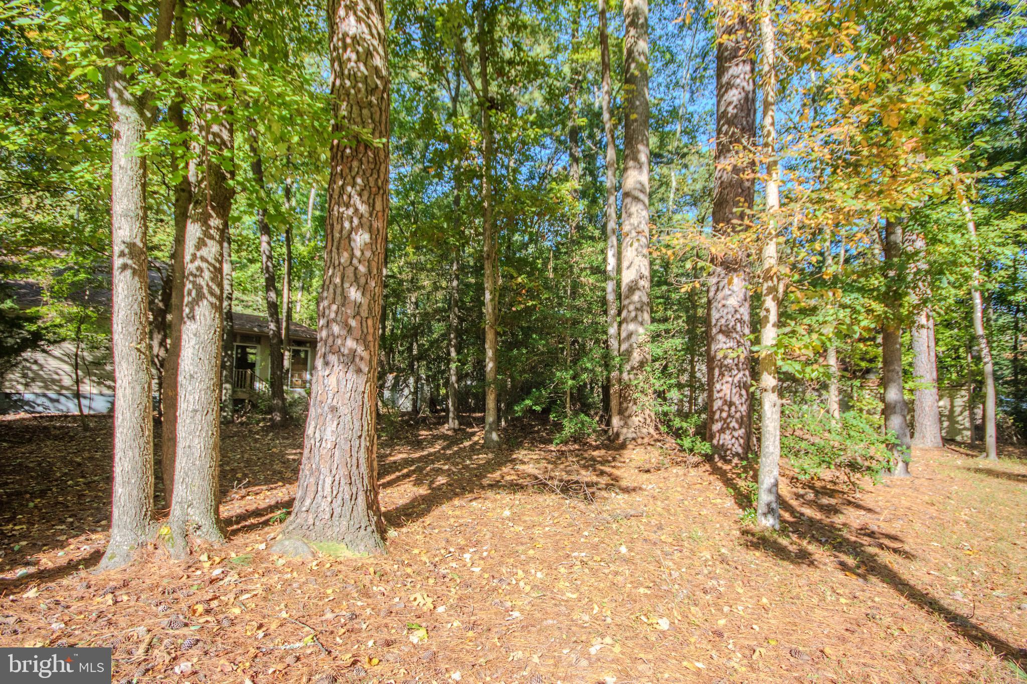 103 Ocean Parkway Ocean Pines, MD 21811 - Photo 31 of 44 a view of a yard with plants and trees