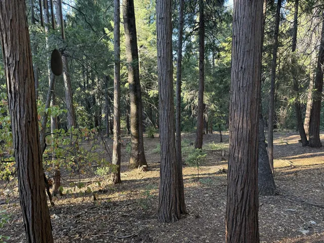 a view of a yard with large trees and a barn