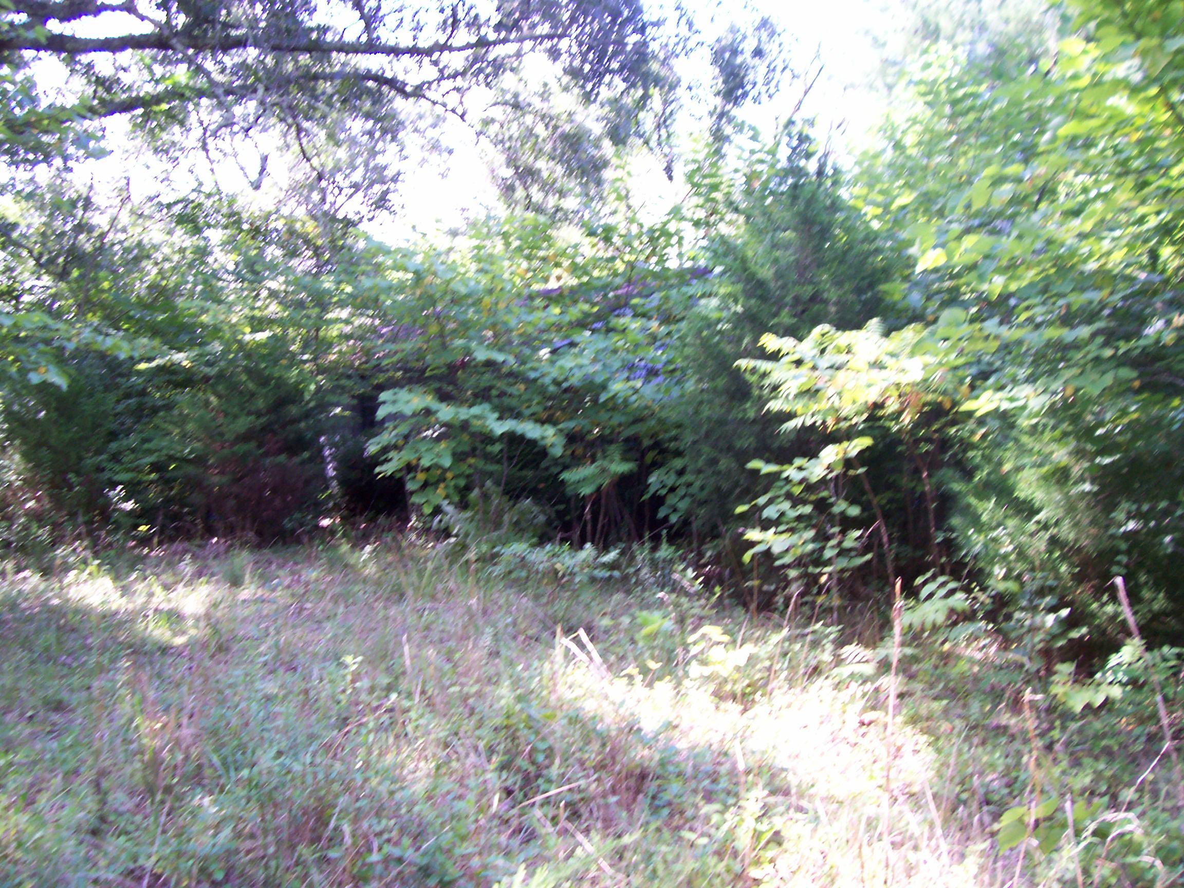 1680 Reed Road Ten Mile, TN 37880 - Photo 2 of 9 100_3620