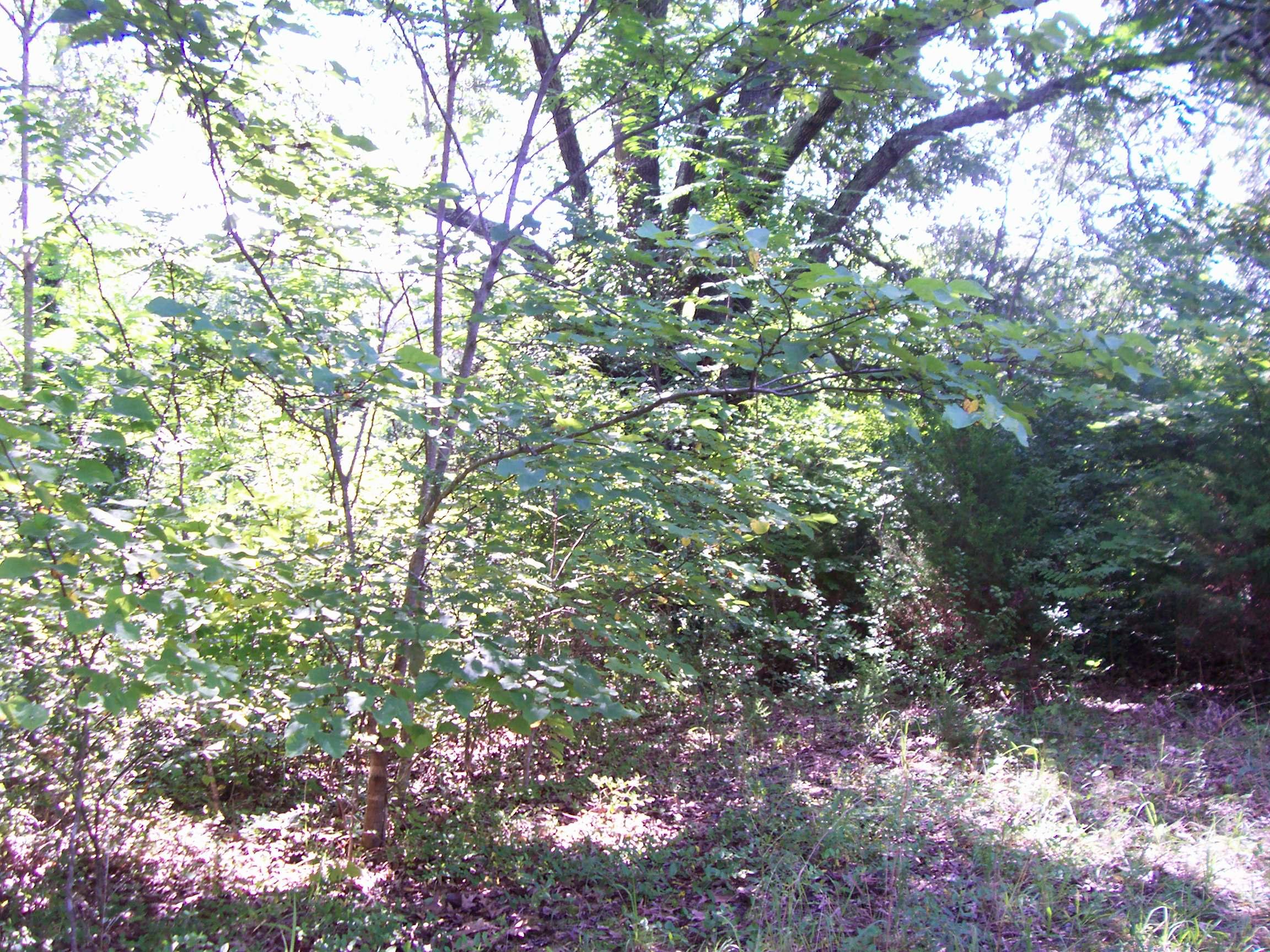 1680 Reed Road Ten Mile, TN 37880 - Photo 3 of 9 100_3621