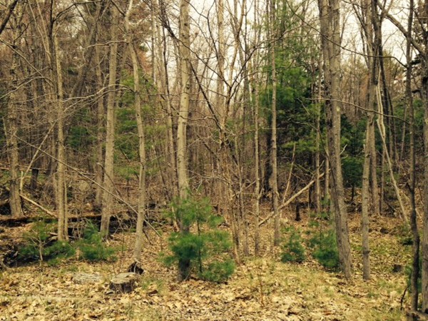 Lot 0 Gardner Road Hubbardston, MA 01452 - Photo 1 of 1 Gallery Image 1