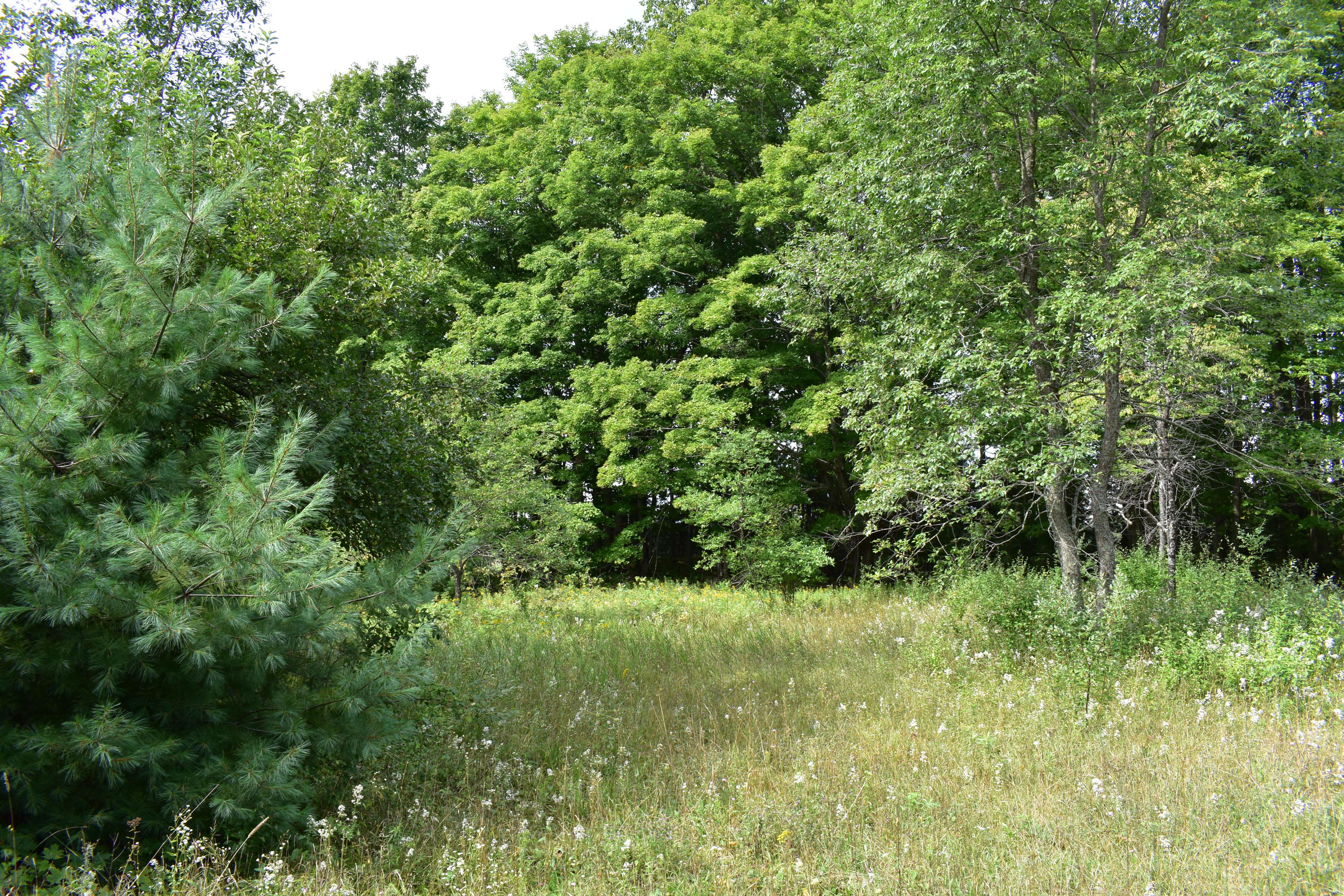 10130 Mouch Road Atlanta, MI 49709 - Photo 11 of 27 Gallery Image 11