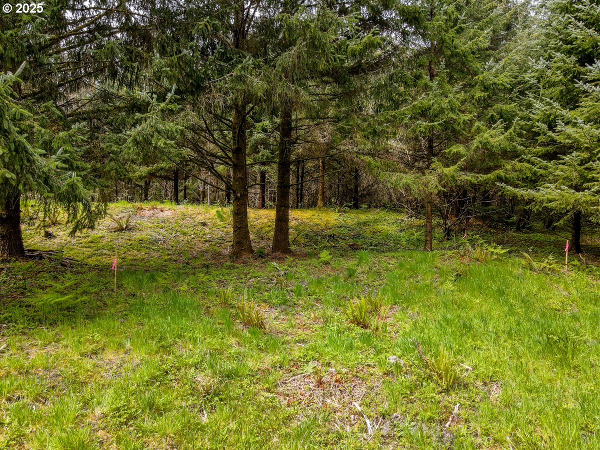 11119 Pacific Way Long Beach, WA 98631 - Photo 14 of 19 a view of yard with green space
