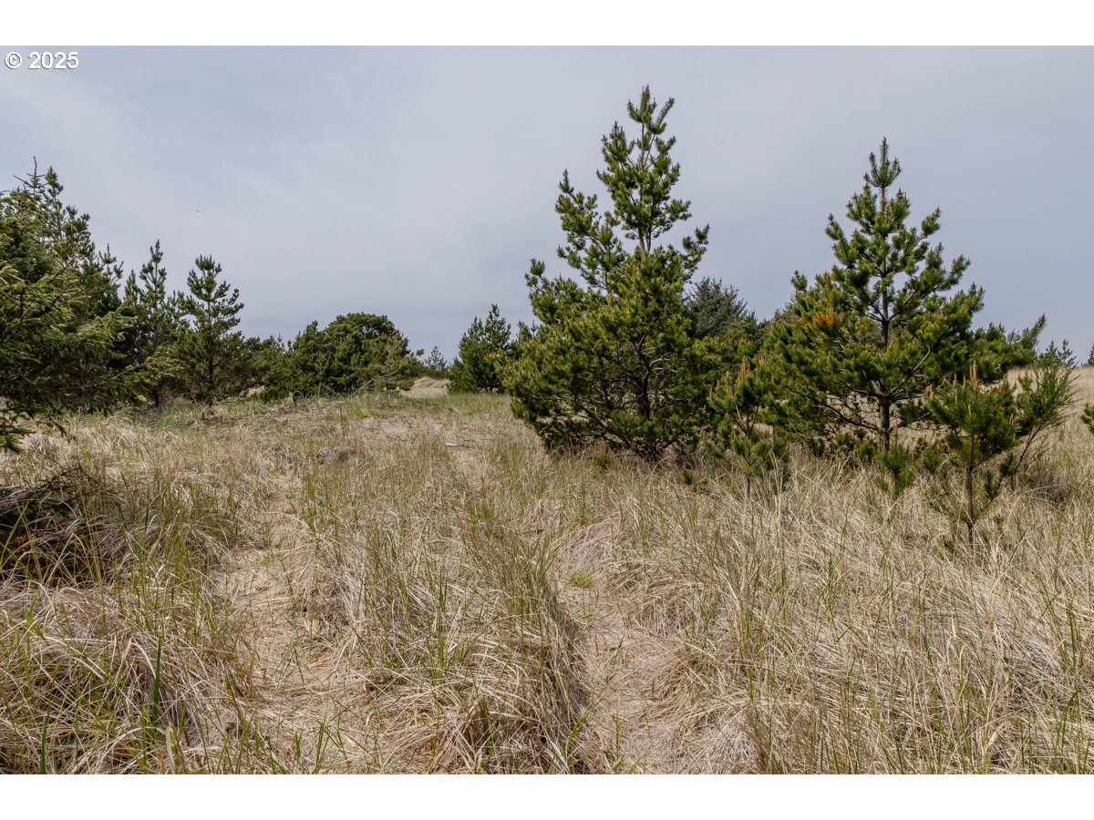 11119 Pacific Way Long Beach, WA 98631 - Photo 6 of 19 a view of a yard