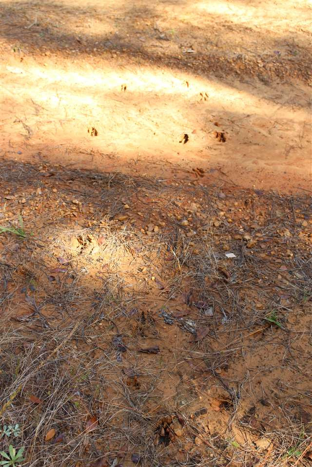 0 Stewart Road French Camp, MS 39745 - Photo 13 of 17 Photo 13