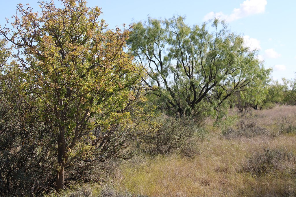 0 County Road Talpa, TX 76882 - Photo 8 of 22 Photo 8