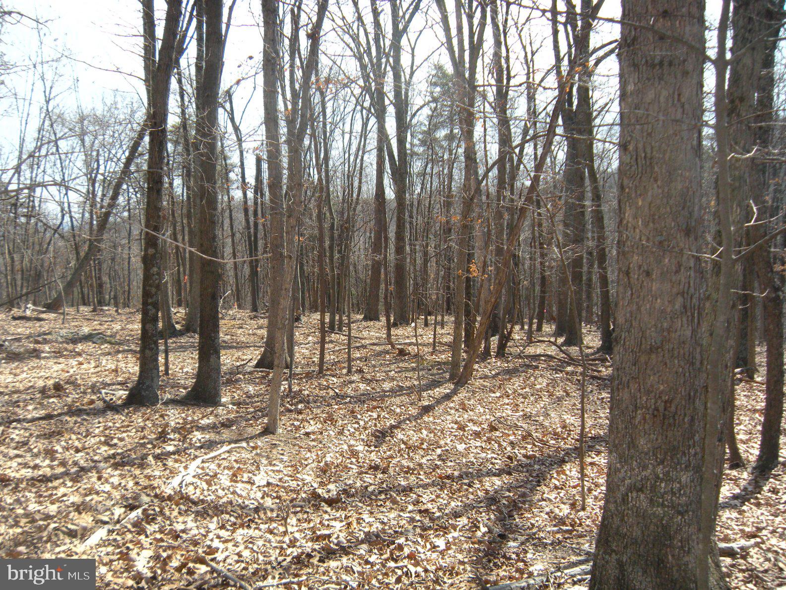 Lot # Knob Road Gore, VA 22637 - Photo 12 of 15
