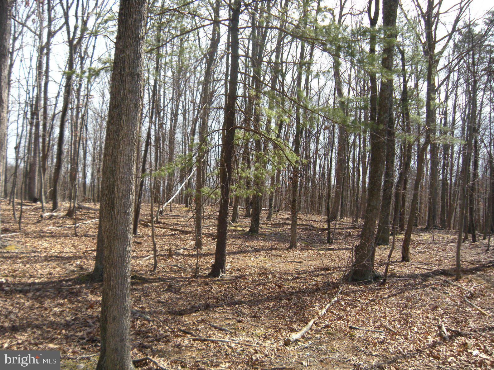 Lot # Knob Road Gore, VA 22637 - Photo 14 of 15