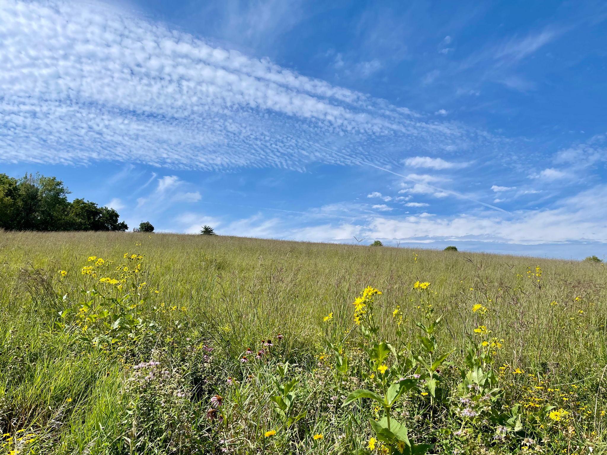 8 Spring Grove Mabel, MN 55954 - Photo 38 of 55