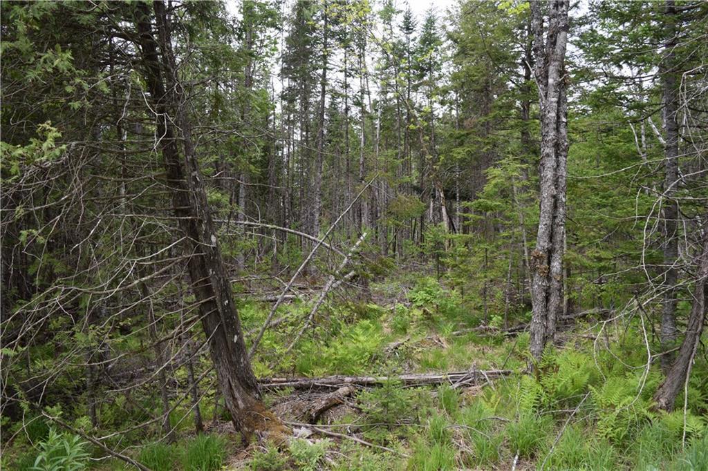 68 Pickle Ridge Road Springfield, ME 04487 - Photo 15 of 32 Maine Wooded Acreage for Sale in...