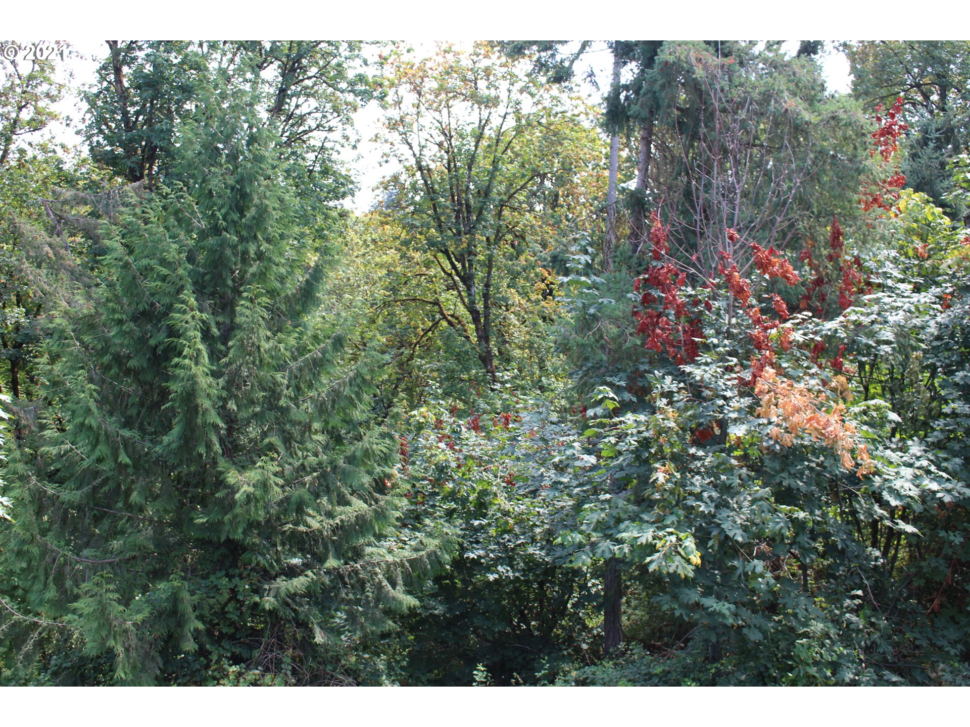 22711 Northwest 67th Avenue Ridgefield, WA 98642 - Photo 13 of 19 a view of a lush green forest
