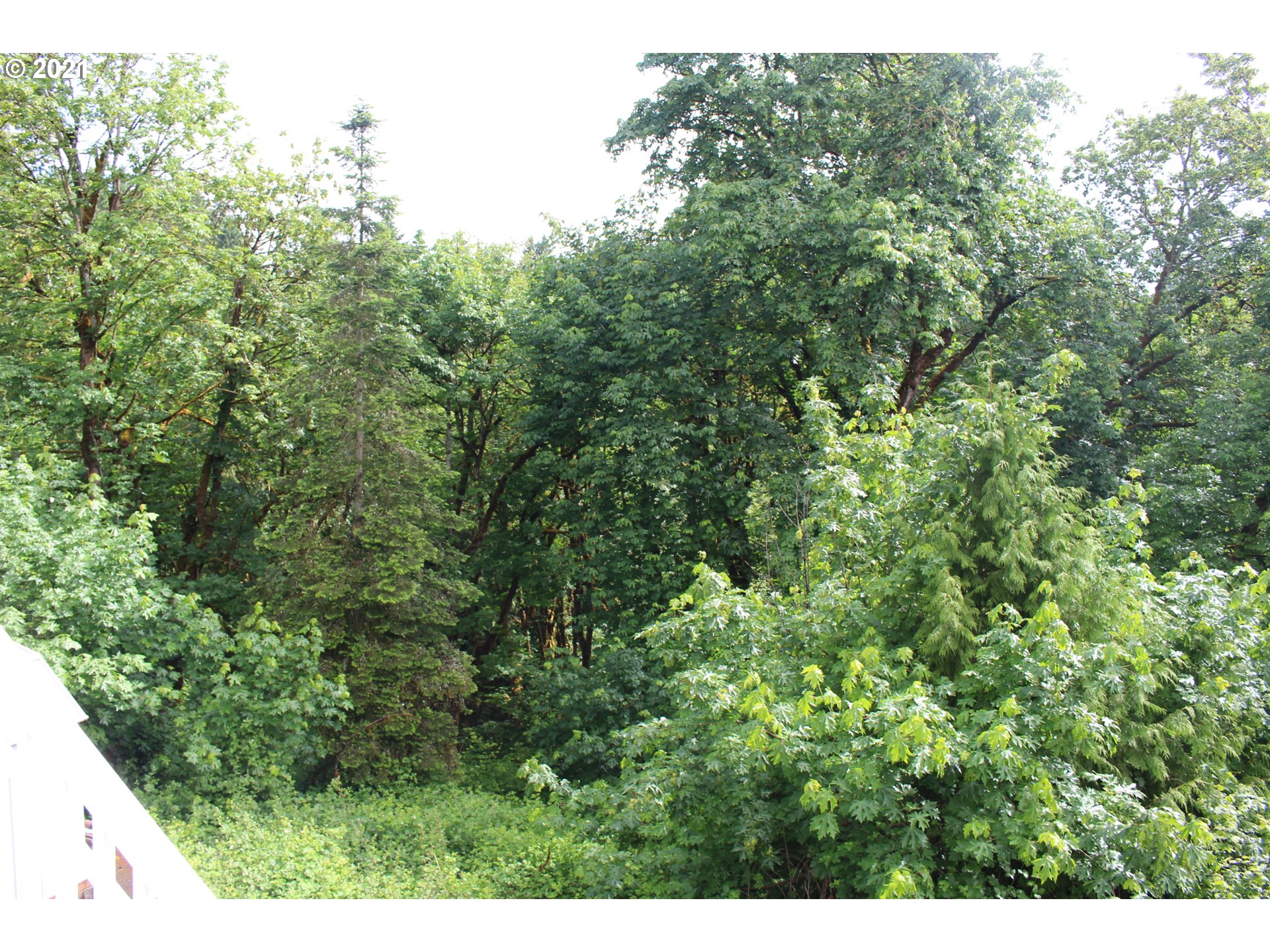 22711 Northwest 67th Avenue Ridgefield, WA 98642 - Photo 17 of 19 a view of a lush green forest