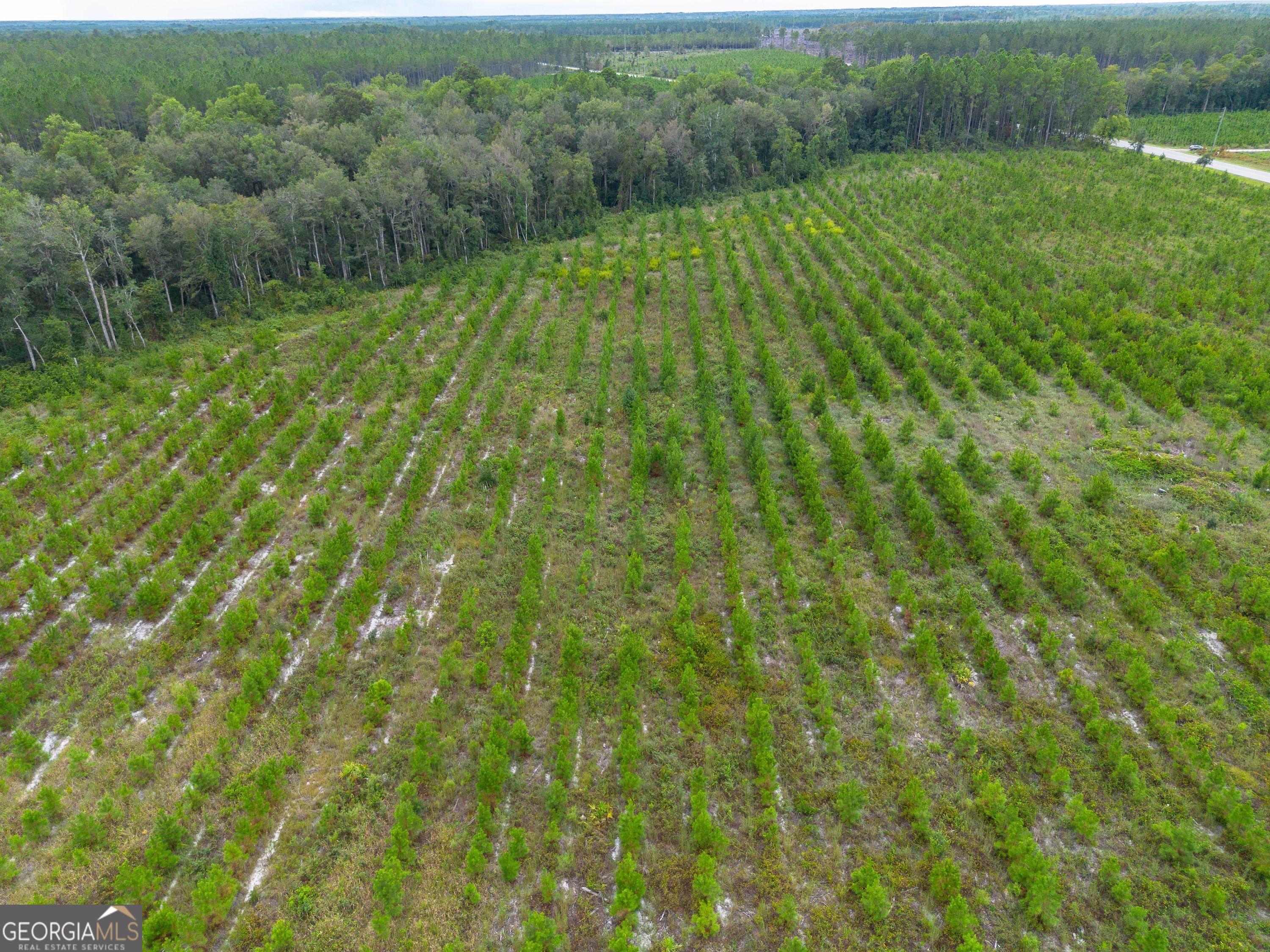 Tract 7 River Road Folkston, GA 31537 - Photo 5 of 8