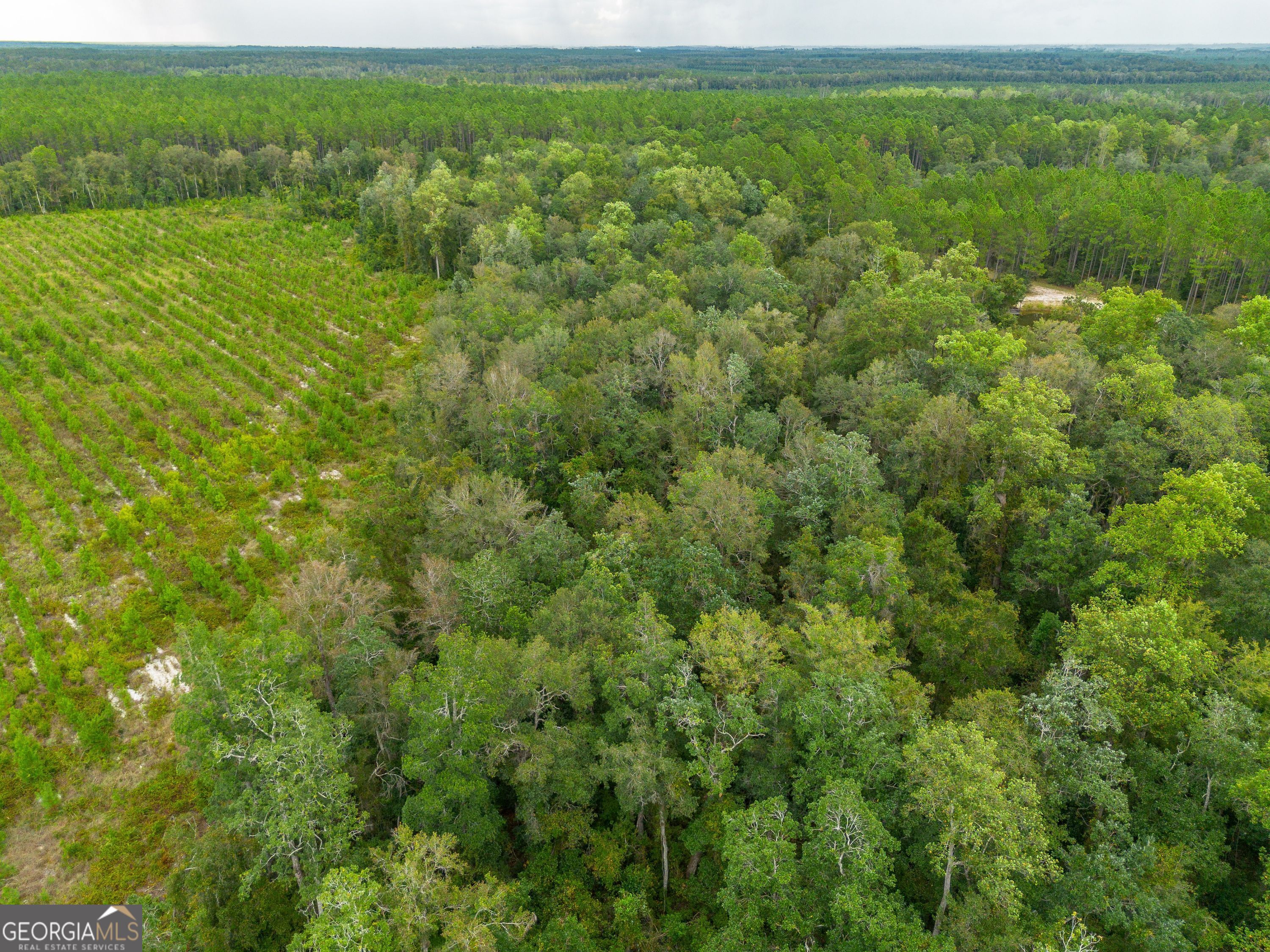 Tract 7 River Road Folkston, GA 31537 - Photo 6 of 8