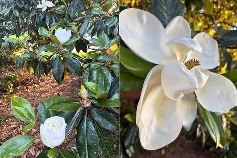 $615,000 | 4537 Gilbert Drive, Shreveport, LA 71106