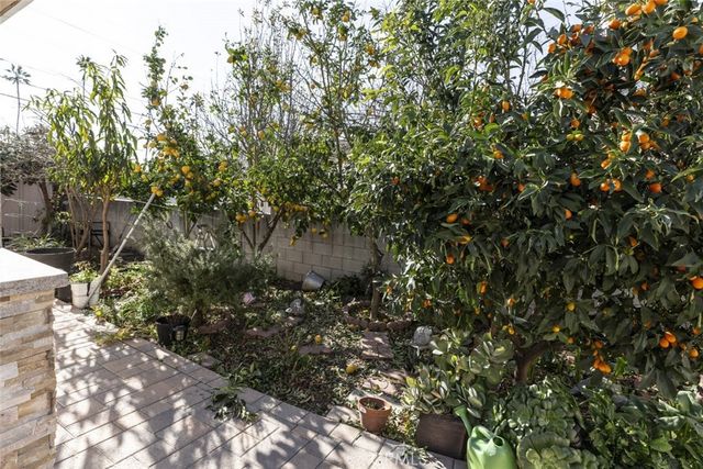 a view of a tree in a garden