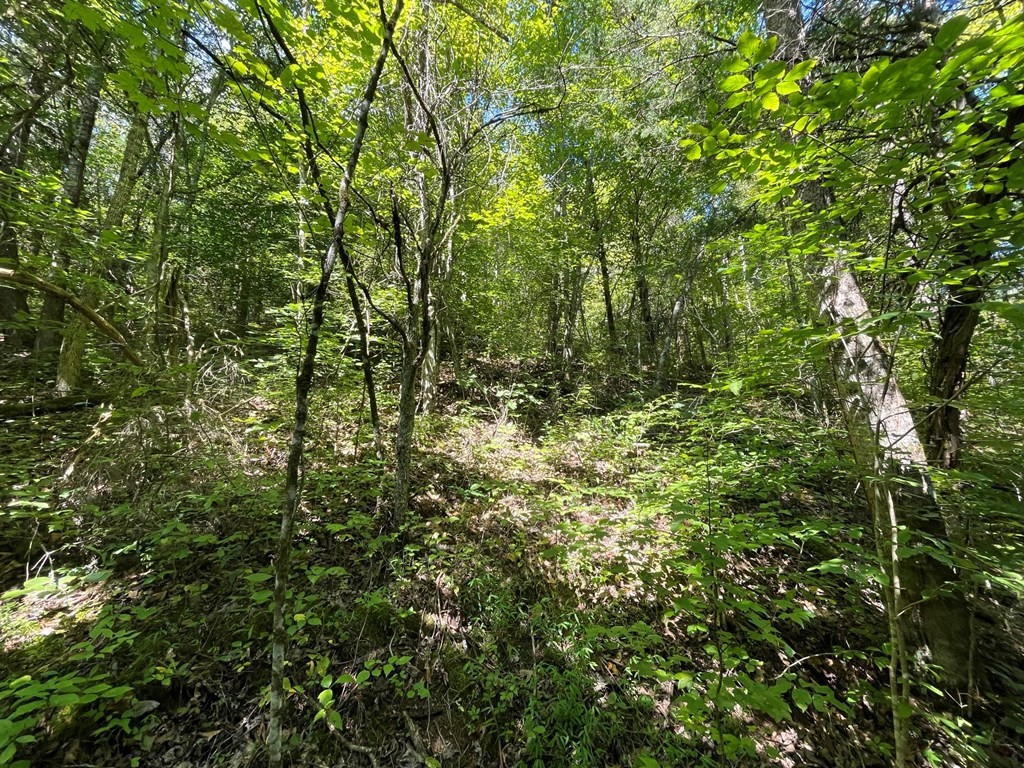 1549 Douglas Dam Road Sevierville, TN 37876 - Photo 28 of 30