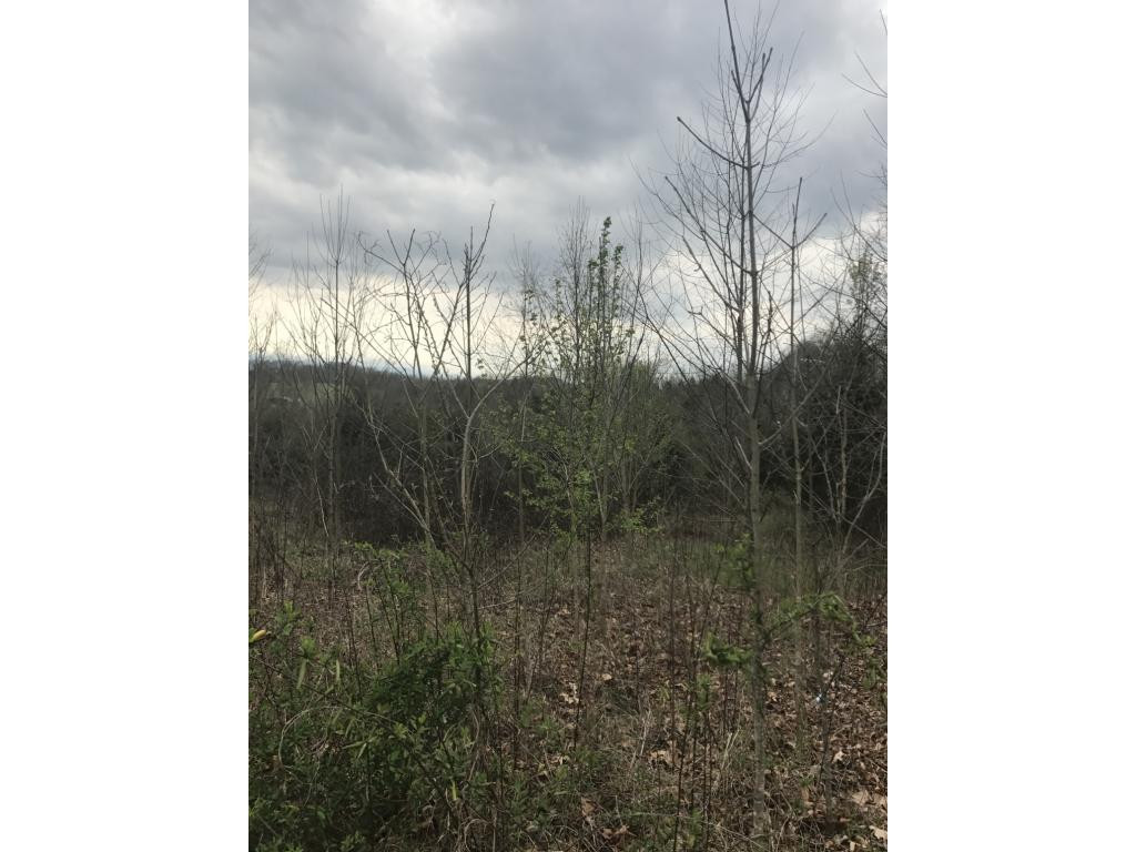 0 Dinwiddie Road, Unit 2 Chuckey, TN 37641 - Photo 5 of 6 Photo 5