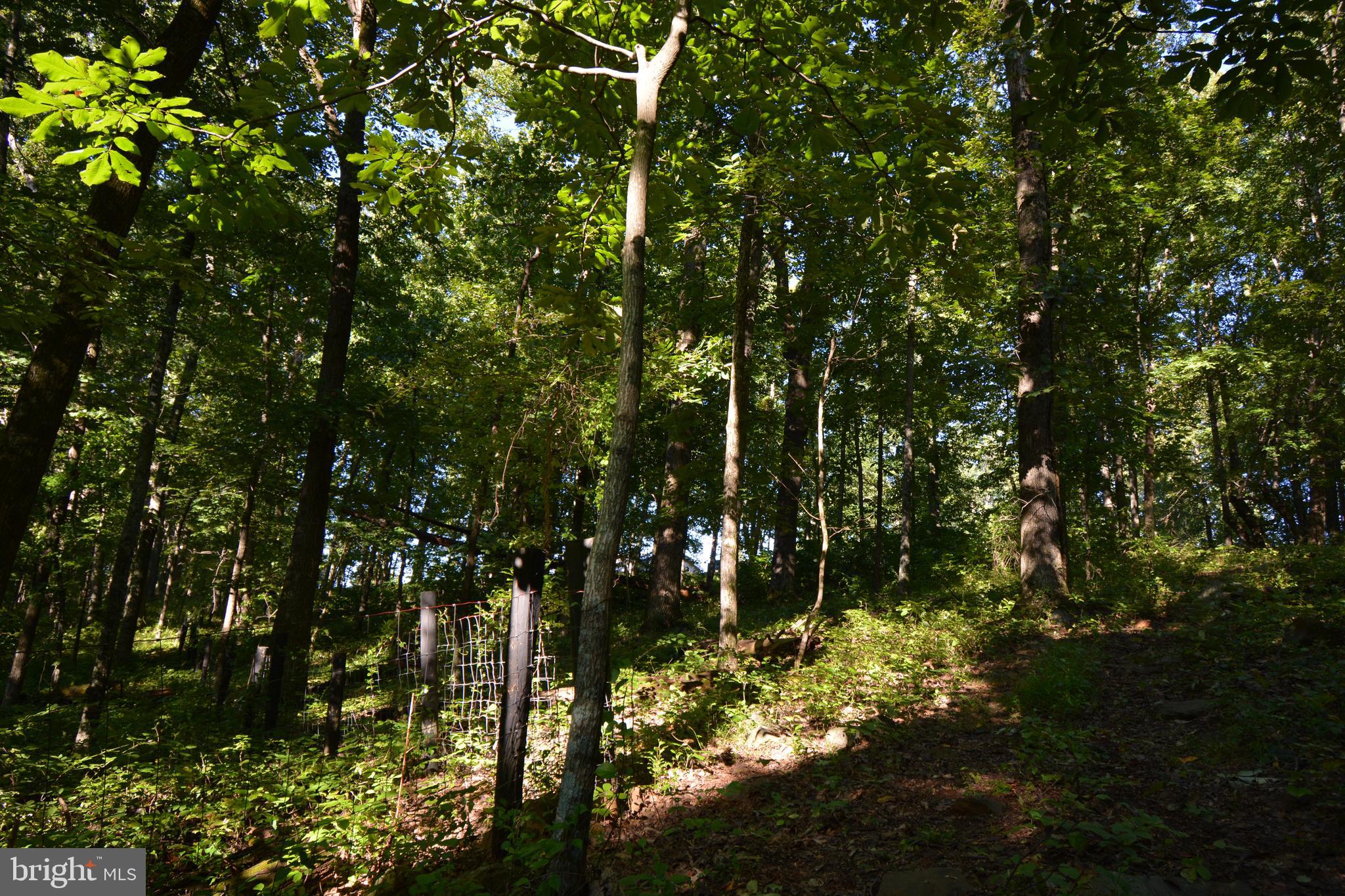 Mountain Road Broad Run, VA 20137 - Photo 22 of 25 Back Corner of Lot View