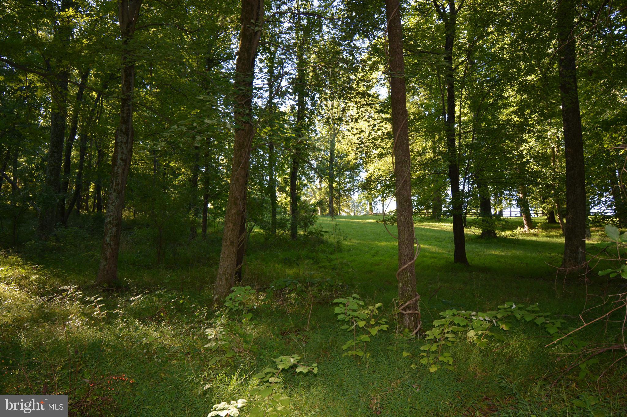 Mountain Road Broad Run, VA 20137 - Photo 7 of 25 View from Front of Lot by Existing Well