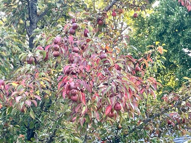 210 South Jackson Road Ludington, MI 49431 - Photo 26 of 40 Outdoors