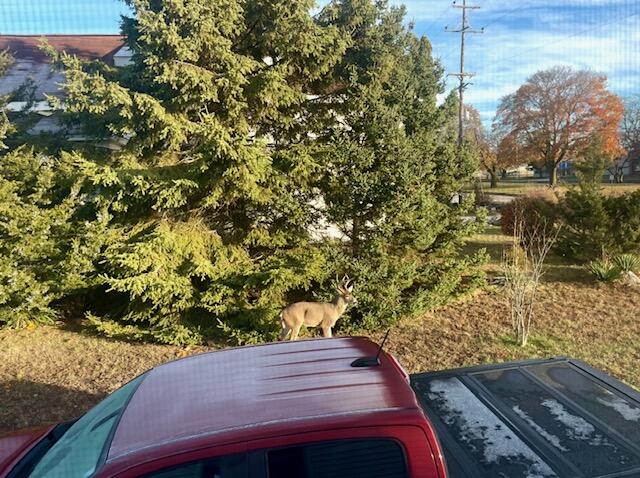 210 South Jackson Road Ludington, MI 49431 - Photo 28 of 40 Wildlife