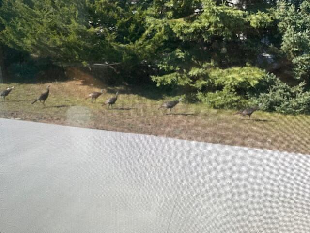 210 South Jackson Road Ludington, MI 49431 - Photo 32 of 40 Wildlife