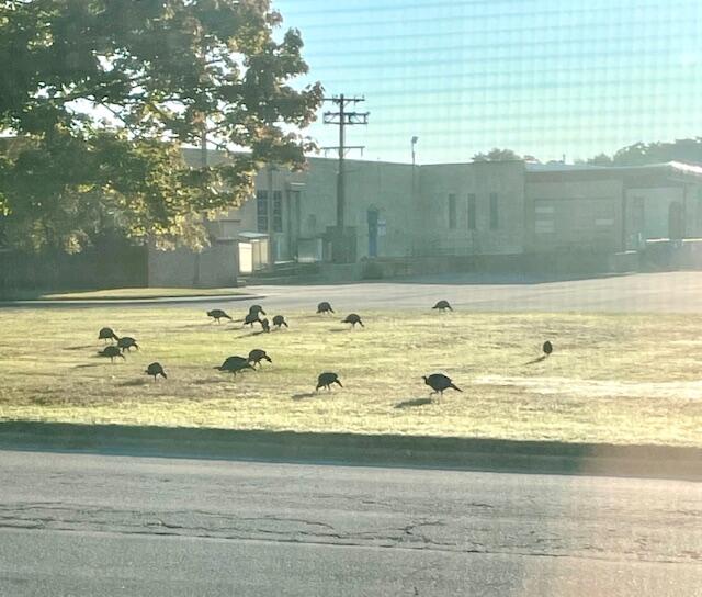 210 South Jackson Road Ludington, MI 49431 - Photo 33 of 40 Wildlife