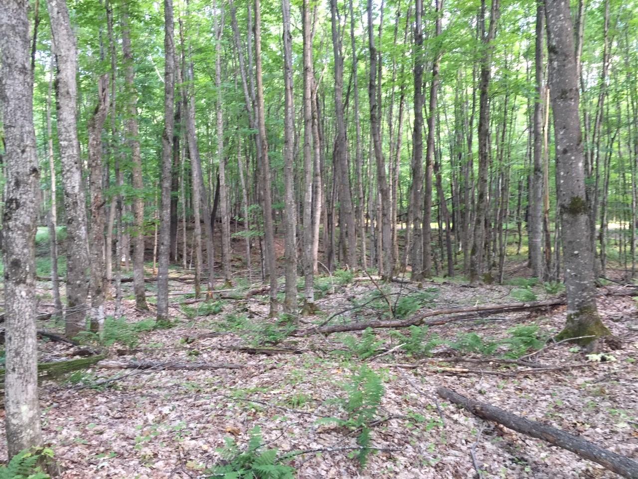 On Beatons Lake Road Watersmeet, MI 49969 - Photo 6 of 6 Gallery Image 6