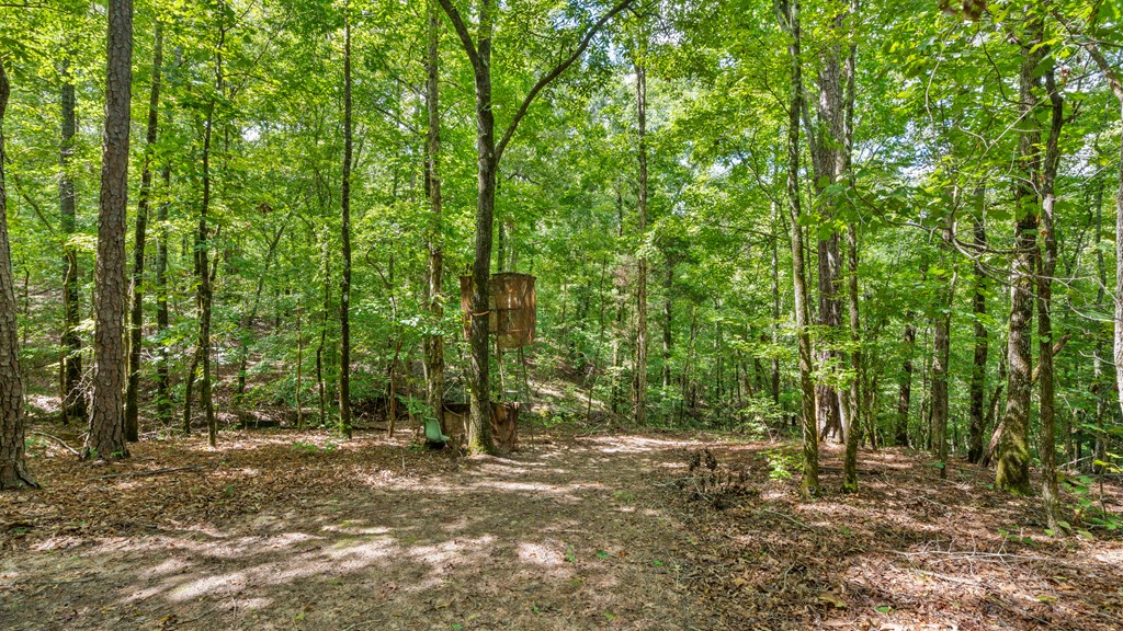 8535 Mathis Store Road Richland, GA 31825 - Photo 8 of 47 your back yard