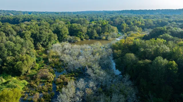 a view of a lush green forest with trees and some houses