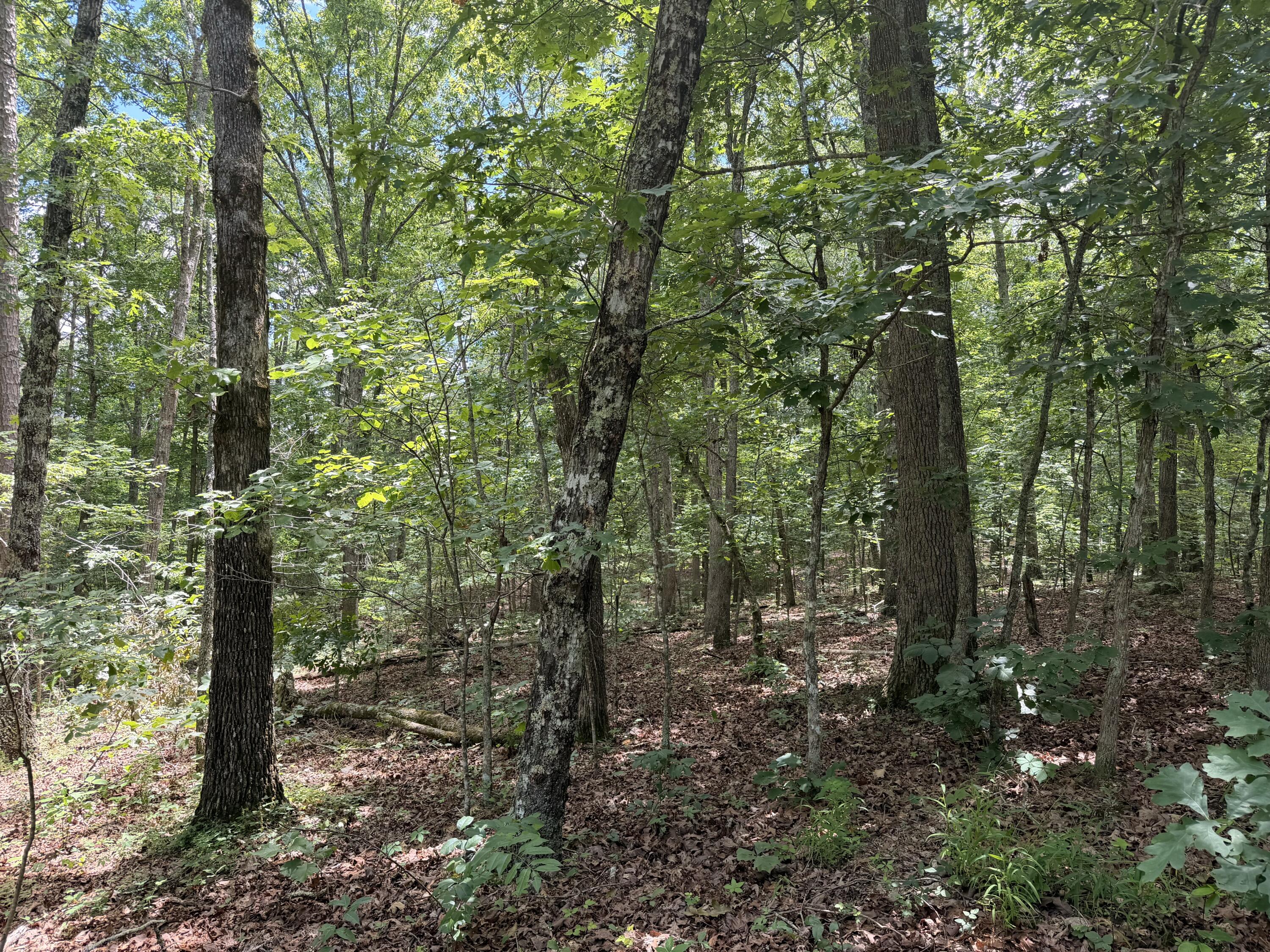 0 Forest Service Road Winona, MO 65588 - Photo 6 of 13 IMG_0086