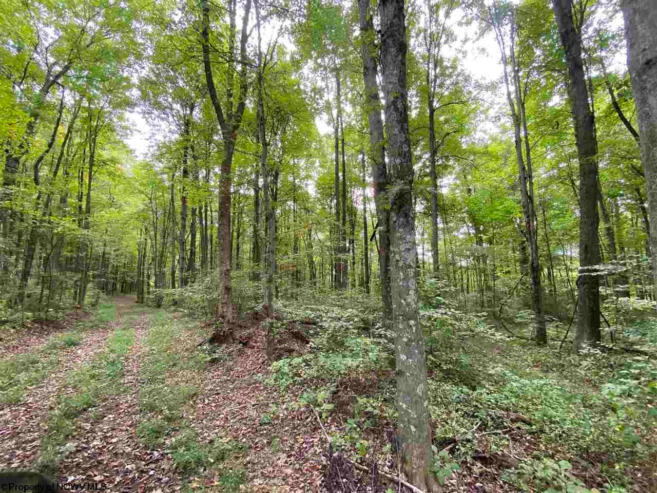 Tbd Helens Run Road Worthington, WV 26591 - Photo 12 of 18 Gallery Image 12