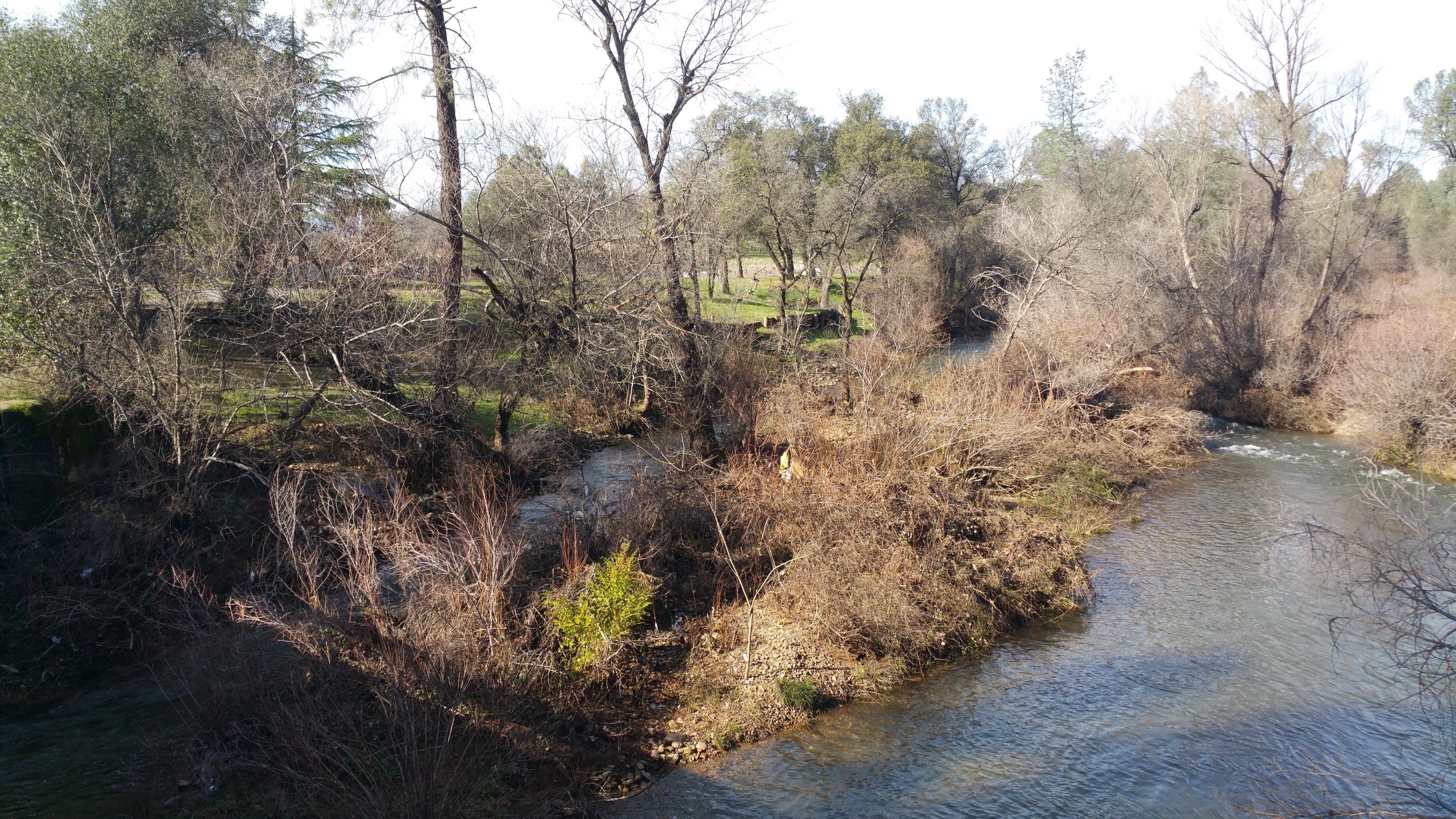 1448 Old Alturas Road Redding, CA 96003 - Photo 5 of 6 a view of a yard with a tree