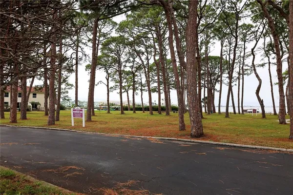 a park with tall trees
