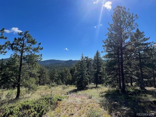 Barney Gulch Road Conifer, CO 80433 - Photo 2 of 12 a view of a yard with a tree