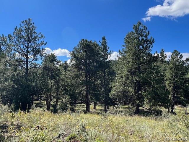Barney Gulch Road Conifer, CO 80433 - Photo 4 of 12 a big yard with lots of green space and plants