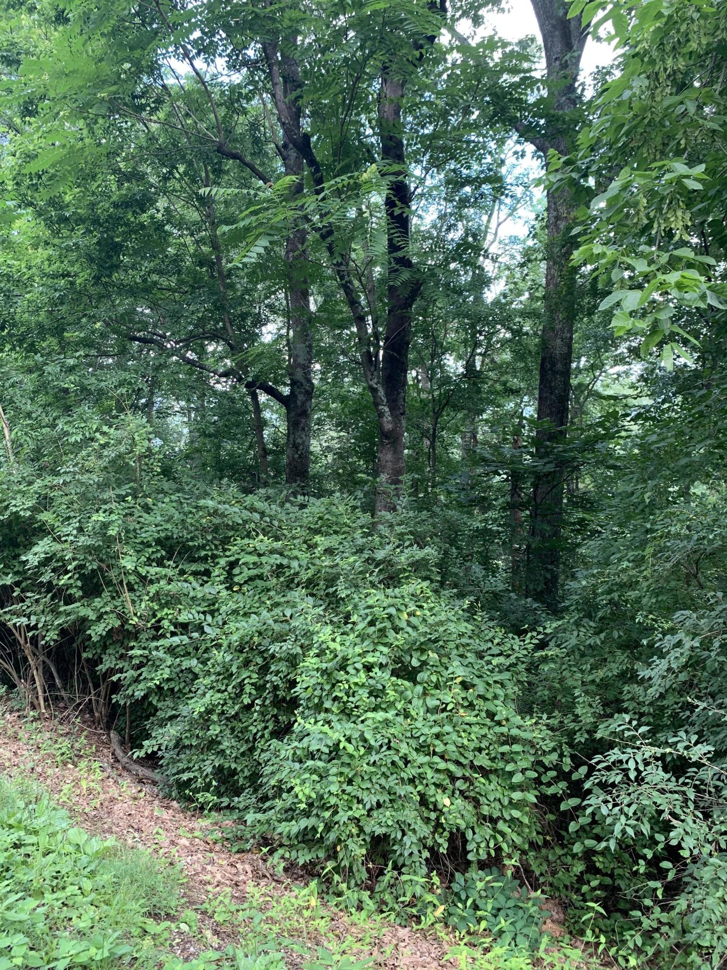 0 Whitehall Road, Unit 4 Chattanooga, TN 37405 - Photo 1 of 5 IMG_3967