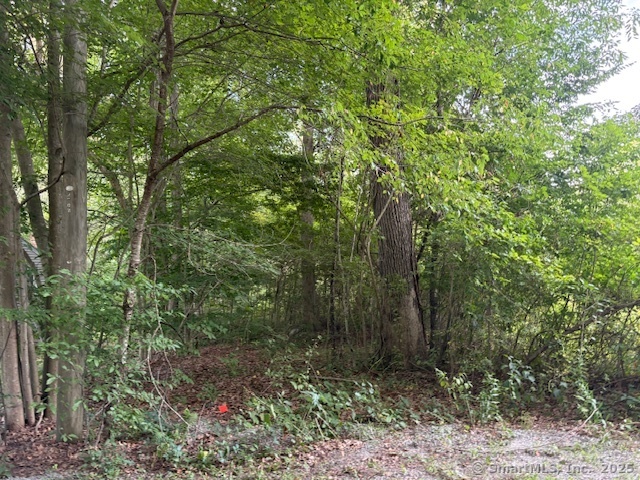 a view of a forest with trees in the background