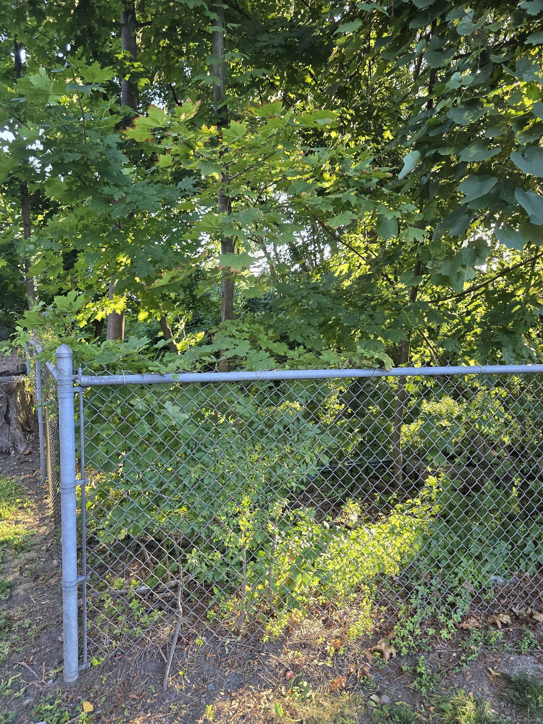 63 A Main Street Danbury, CT 06810 - Photo 7 of 10 a view of garden