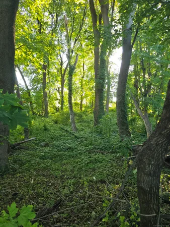 a view of outdoor space and trees all around