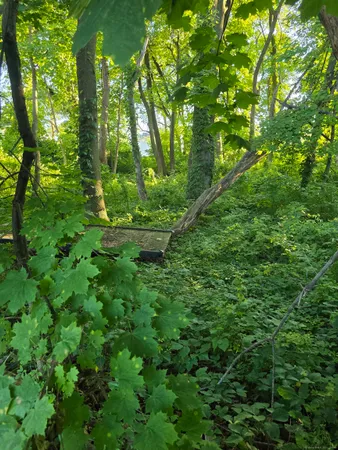 a view of a lush green forest