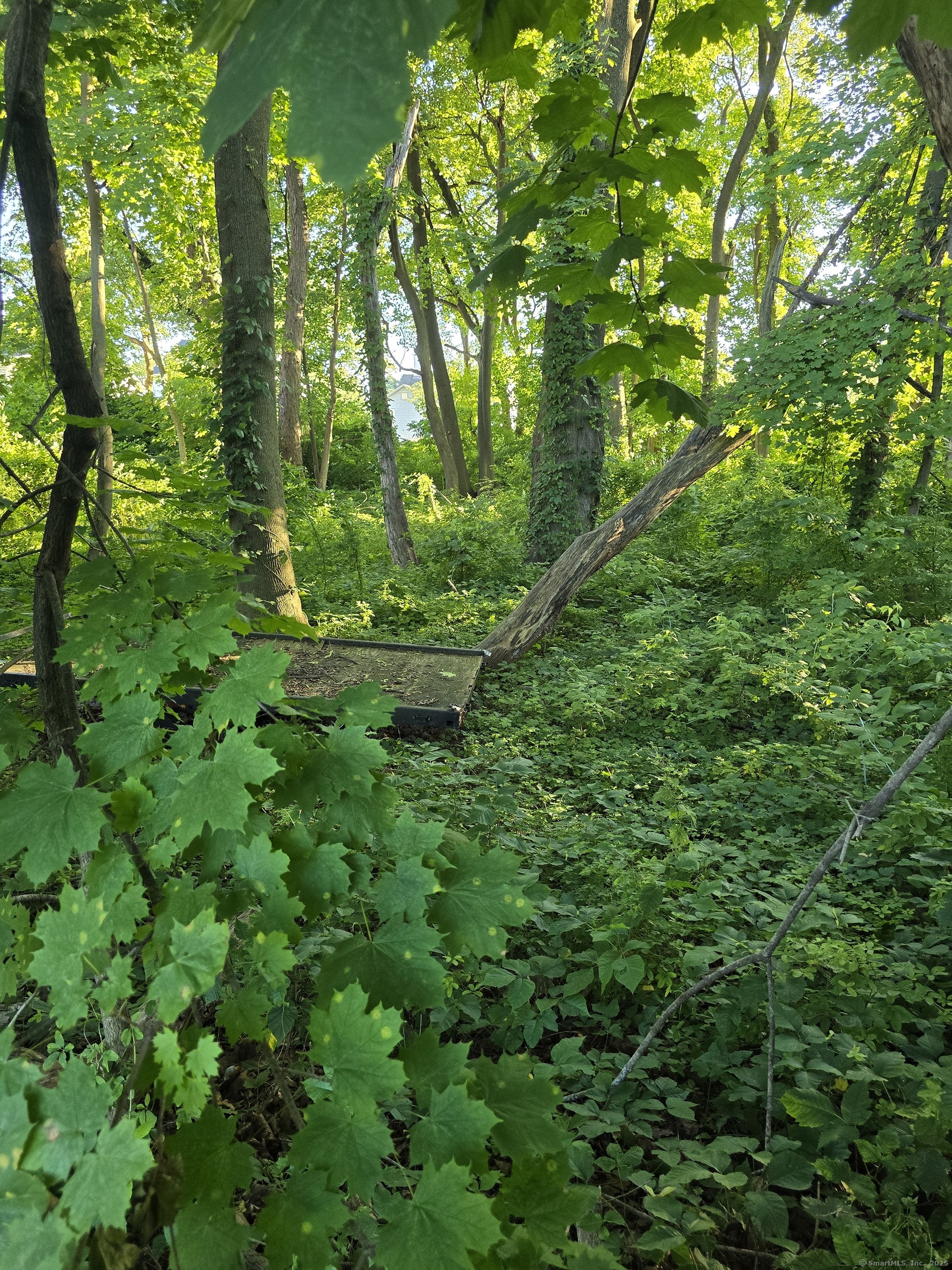 63 A Main Street Danbury, CT 06810 - Photo 10 of 10 a view of a lush green forest