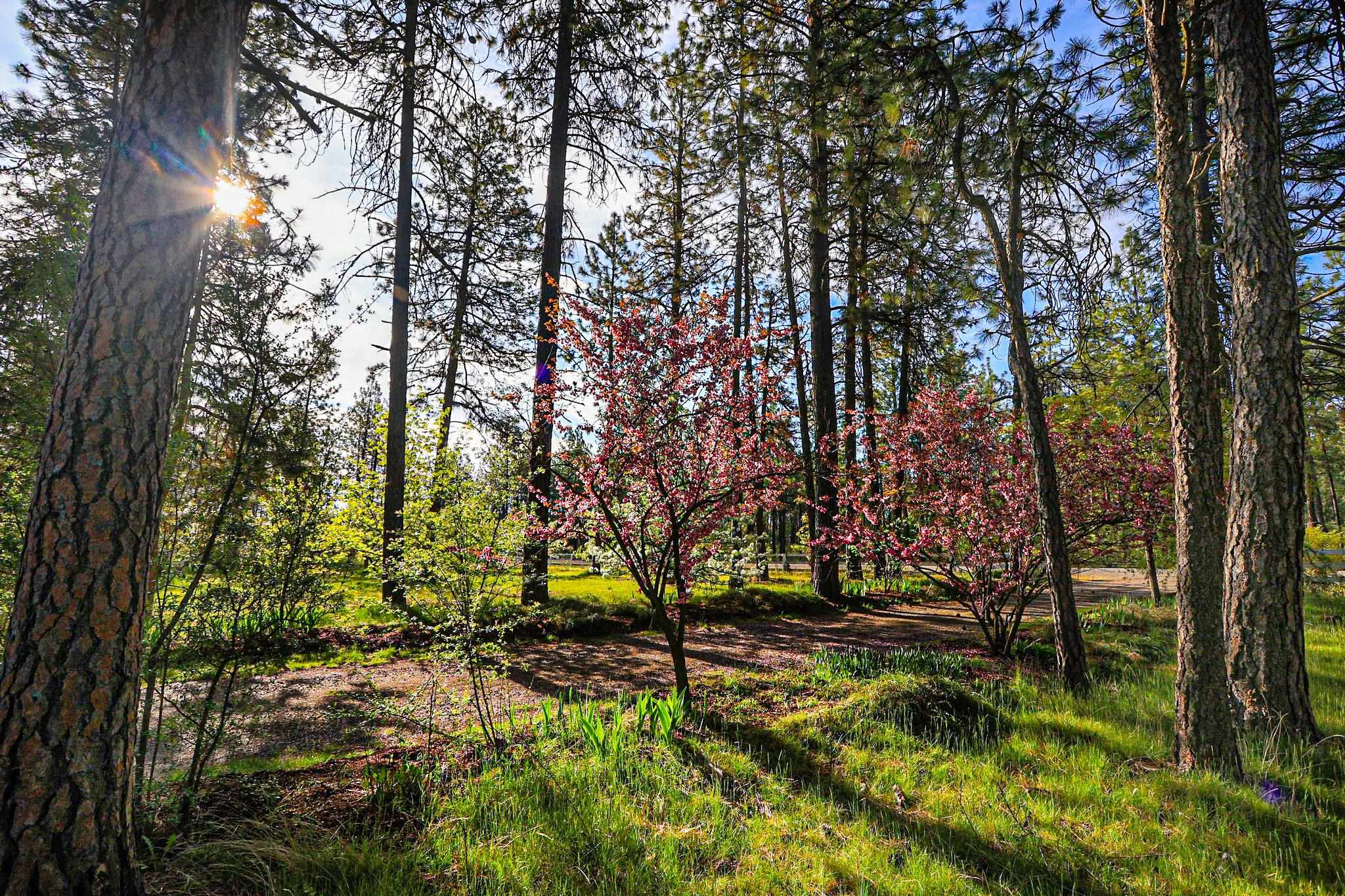 7110 West Melville Road Cheney, WA 99004 - Photo 43 of 50