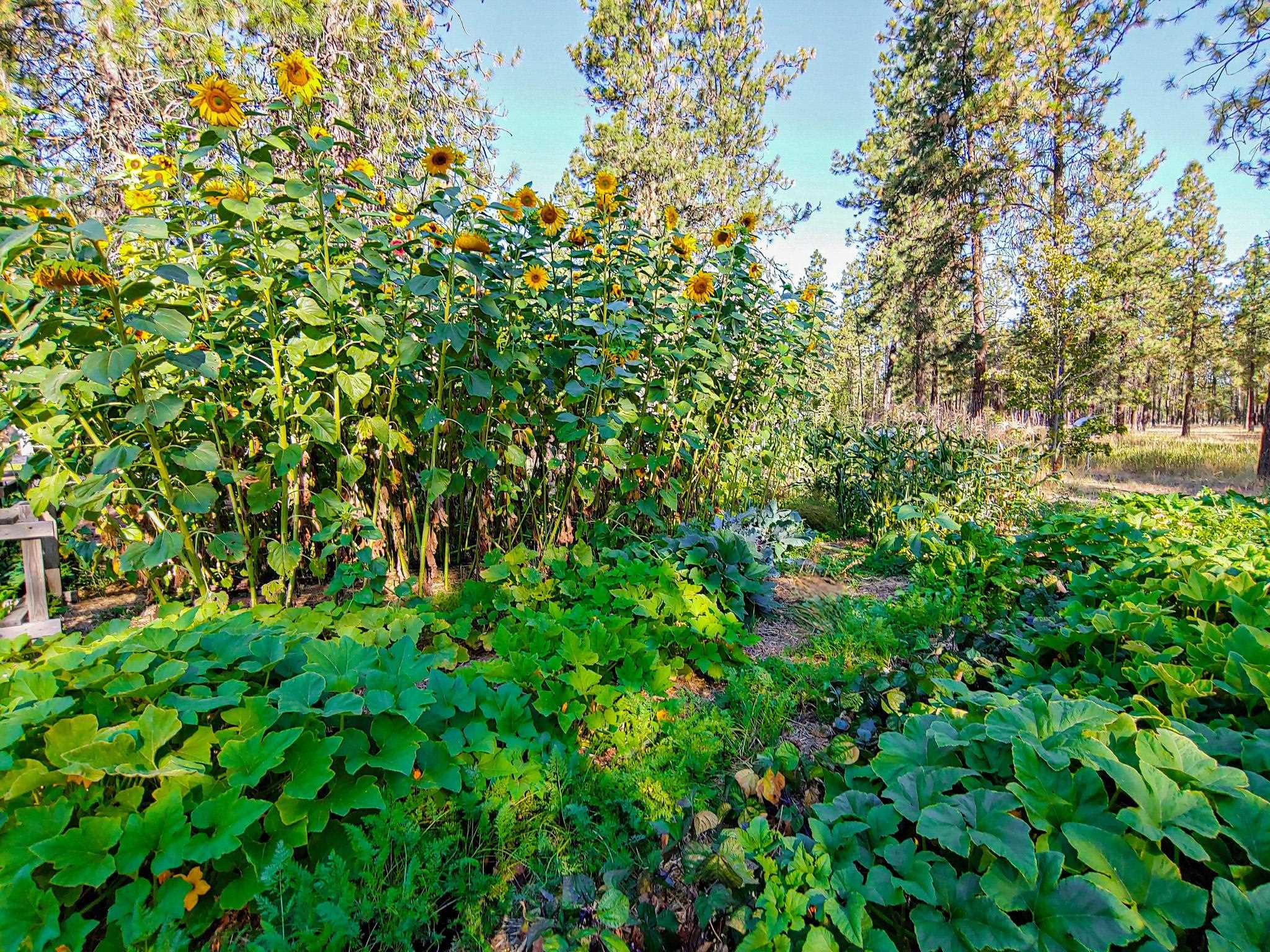 7110 West Melville Road Cheney, WA 99004 - Photo 46 of 50