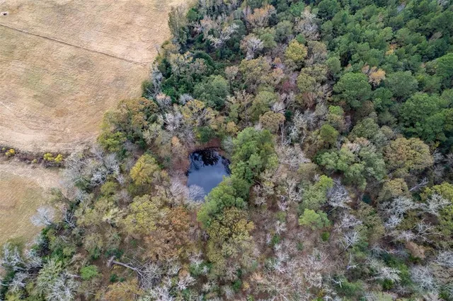 a view of a forest with a tree