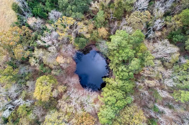 a view of a garden with plants